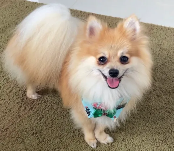 Filhote Lulu da pomerania/Spitz alemão