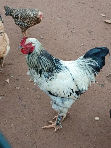 Frangos