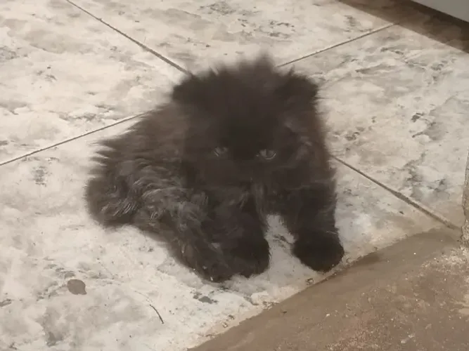 Filhote de Gato Persa