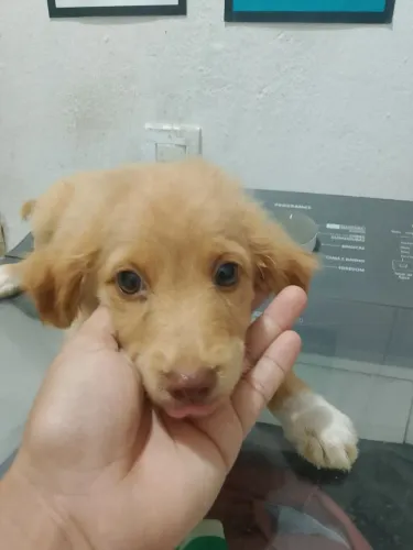 cachorro