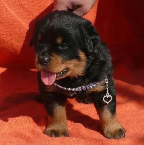 Rottweiler Tem amor infinito