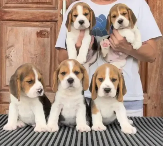 Filhotes de Beagle | Filhotes cheios de vida.