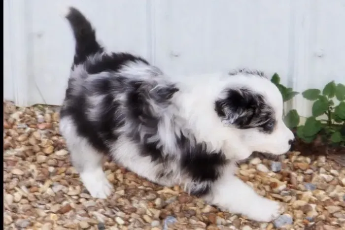 Filhotes de Border Collie | Venha encontrar seu novo parceiro!