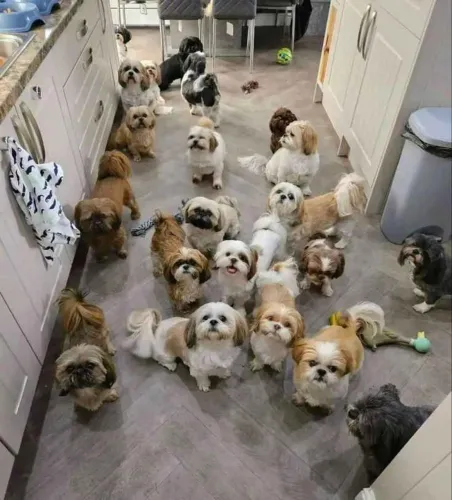 Filhote shih tzu, O coração bate mais forte quando se tem um filhotinho em casa!