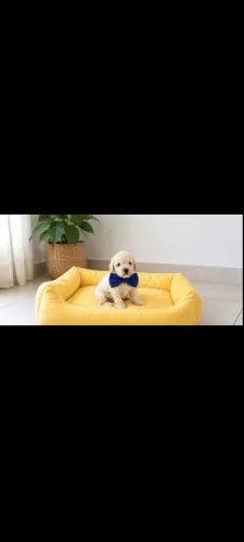 Disponível filhote de poodle toy.