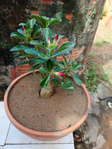 Rosa do Deserto