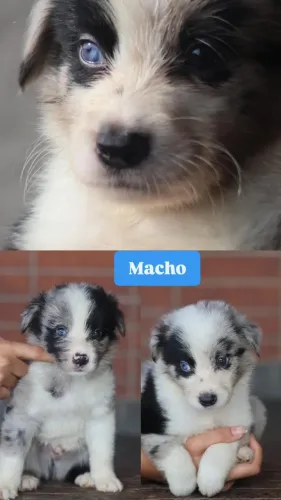 Border Collies Blue Merles 