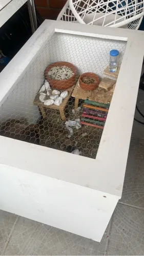 Terrário- hamster/roedores dimensões 80x50x50