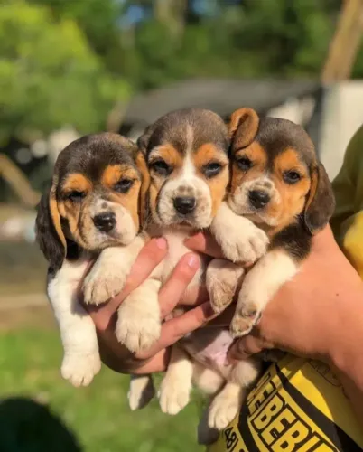 Filhotes de Beagle
