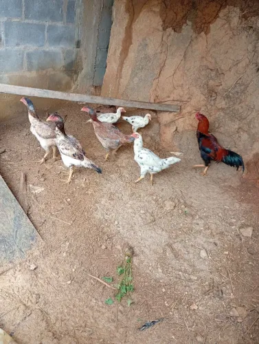 Animais de estimação