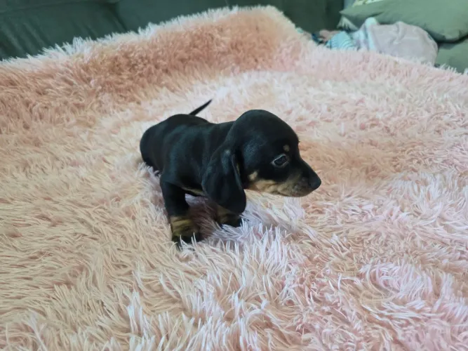 Fêmea daschund preta 