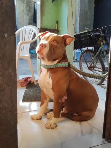 Pitbull  macho pra cruzar 
