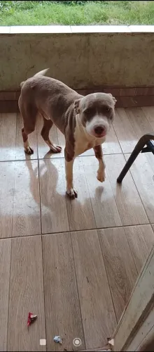 Cachorro 
