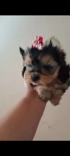 Que lindas fêmeas e machos