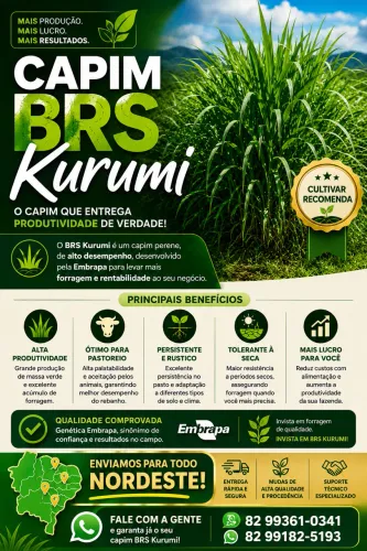 Mudas de BRK Kurumi 