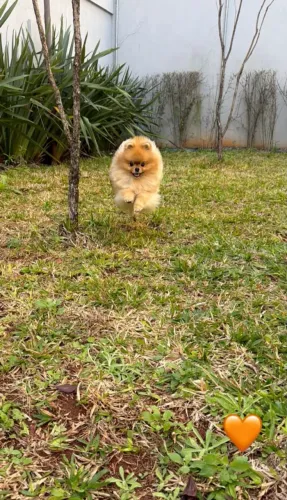 Lulu da Pomerânia disponível para Doação