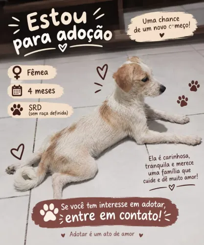 filhote para adoção