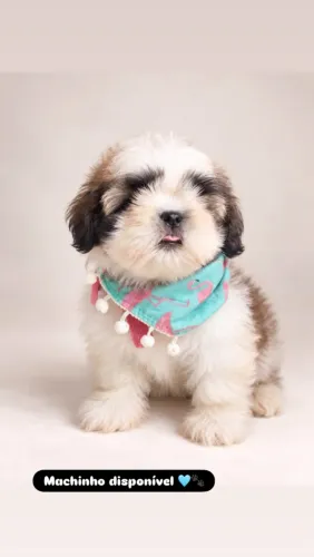 Shihtzu