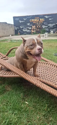American bully castrada