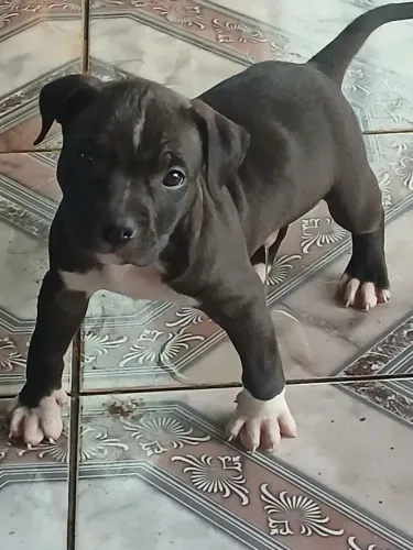 American Bully standard
