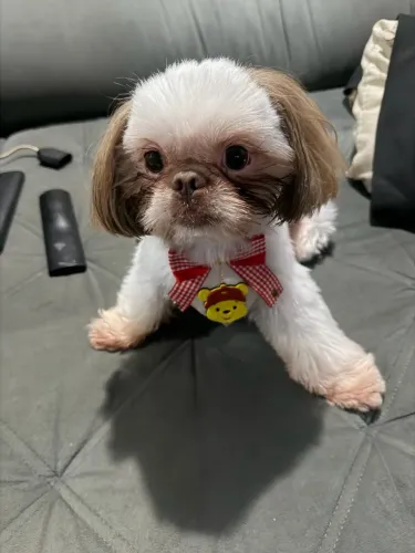 Cachorro shit zu macho