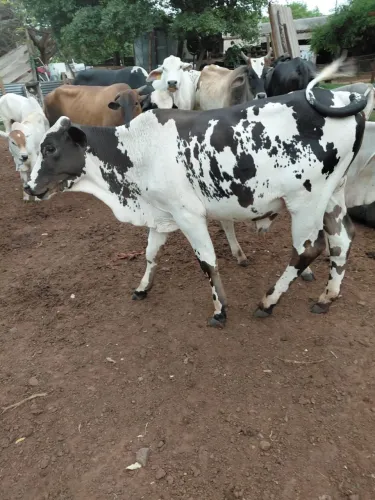 Bezerro