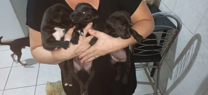 Cachorros pra doação