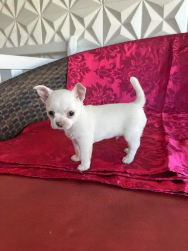 Lindos machinho de chihuahua disponível 
