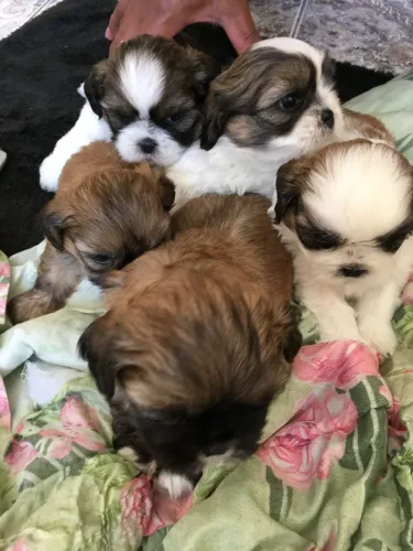 tenho shihtzu varias cores