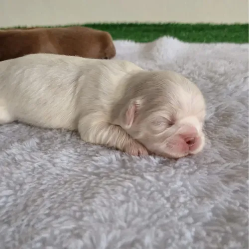 Shihtzu Mini filhotes barato