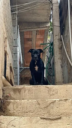 Doa-se American Pit Bull Terrier.
