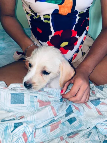 Filhote de salsicha com shih tzu