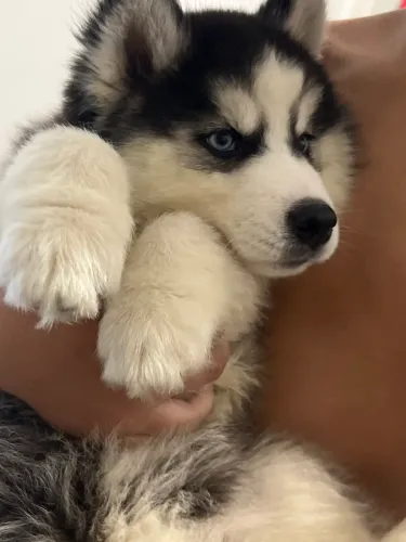 Husky siberiano