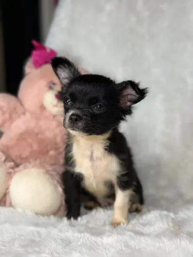 Vende-se chihuahua macho puro com pedigree
