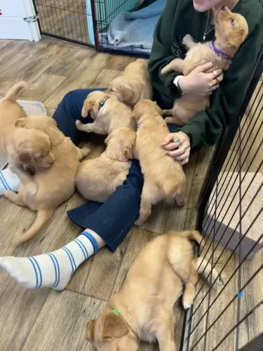 Golden Retriever Cachorrinho disponível para uma nova jornada