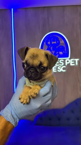 Pug macho lindo, também temos fêmeas