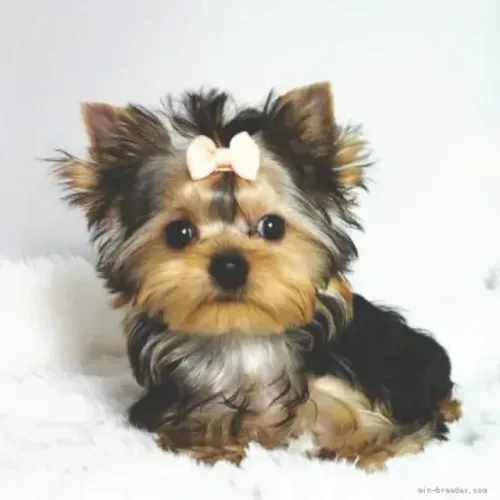 Filhote de cachorro esperto e carinhoso Yorkshire/York