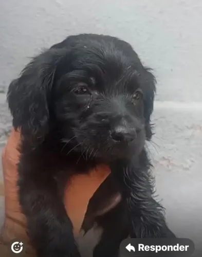 Cocker spaniel temperamento calmo 