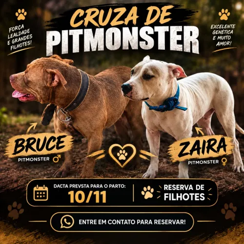 Filhote de Pitmonster