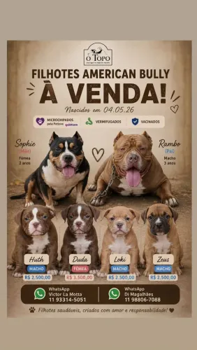 Filhotes American bully à venda! 