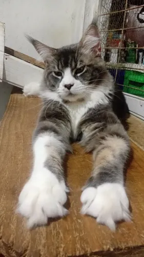 Gatos raça Maine Coon machos  vendo ou troco por algo do meu interesse 