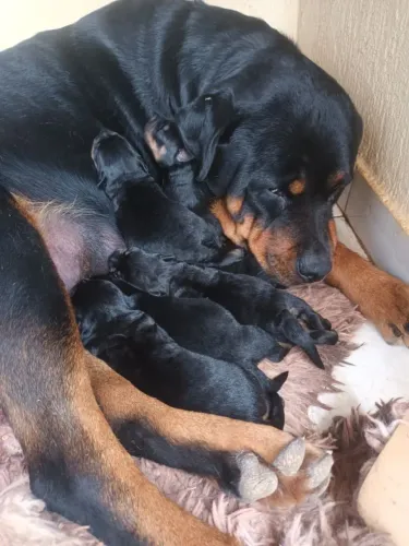 Rottweiler