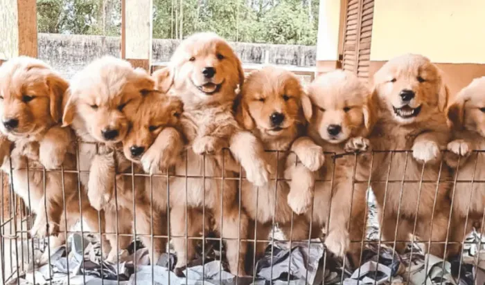 DOAÇÃO GOLDEN RETRIVER