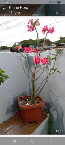Rosa foi deserto vendo.
