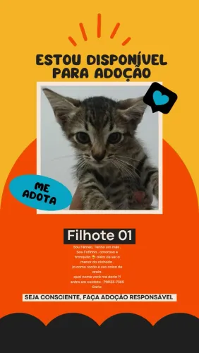 Adoção responsável de filhotes amáveis .