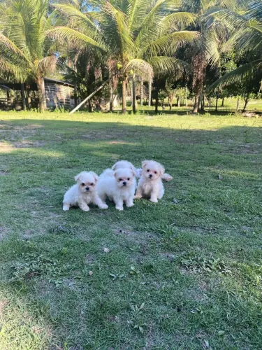 Vendo filhotes de maltês