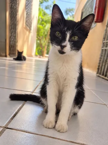 GATINHA 4 meses PARA ADOÇÃO RESPONSÁVEL