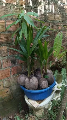 Mudas de coqueiros