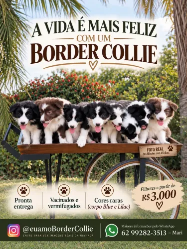 Filhote raça Border collie cor rara 