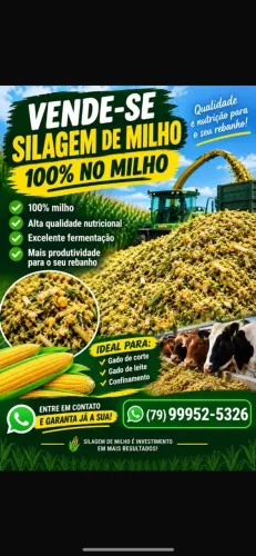 Silagem dê milho